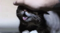 De ce pisicile când se netedă, ridică fundul?